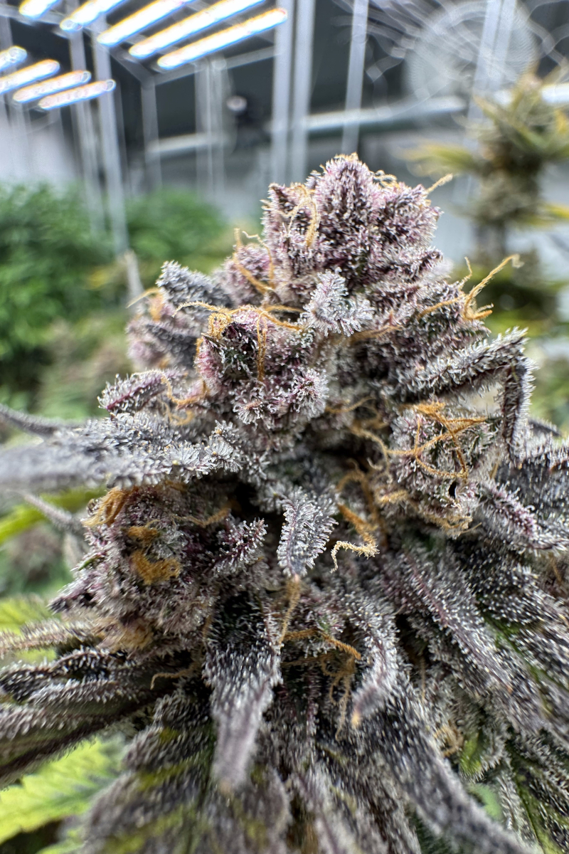 Photo of Cherry Cola Auto RF3