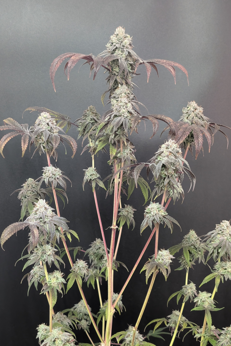 Photo of Garlic Mint Sherbet