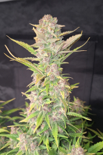 Purple Haze Auto