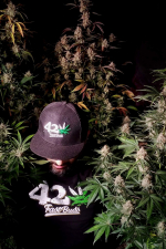 Mix Pack Auto