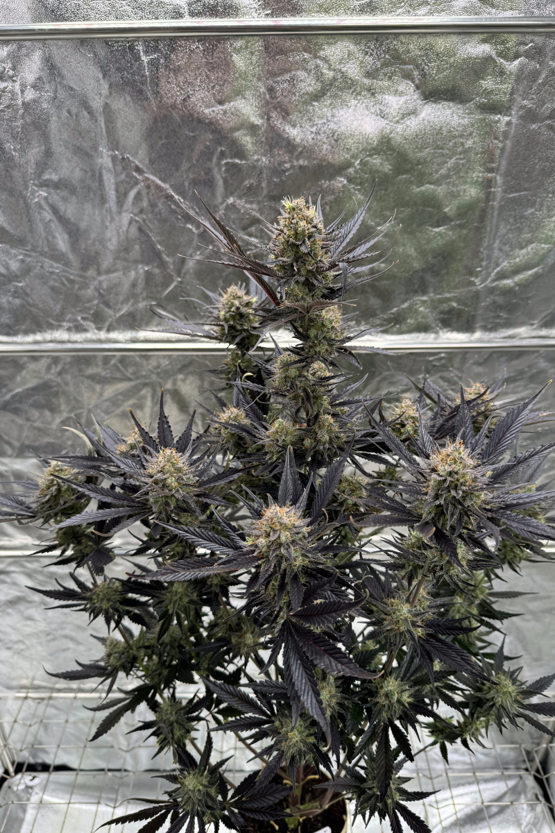 Photo of Guava Auto RF3