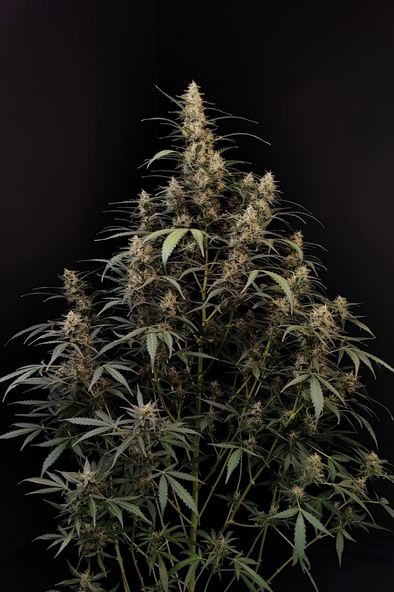 Photo of Amnesia Haze Auto