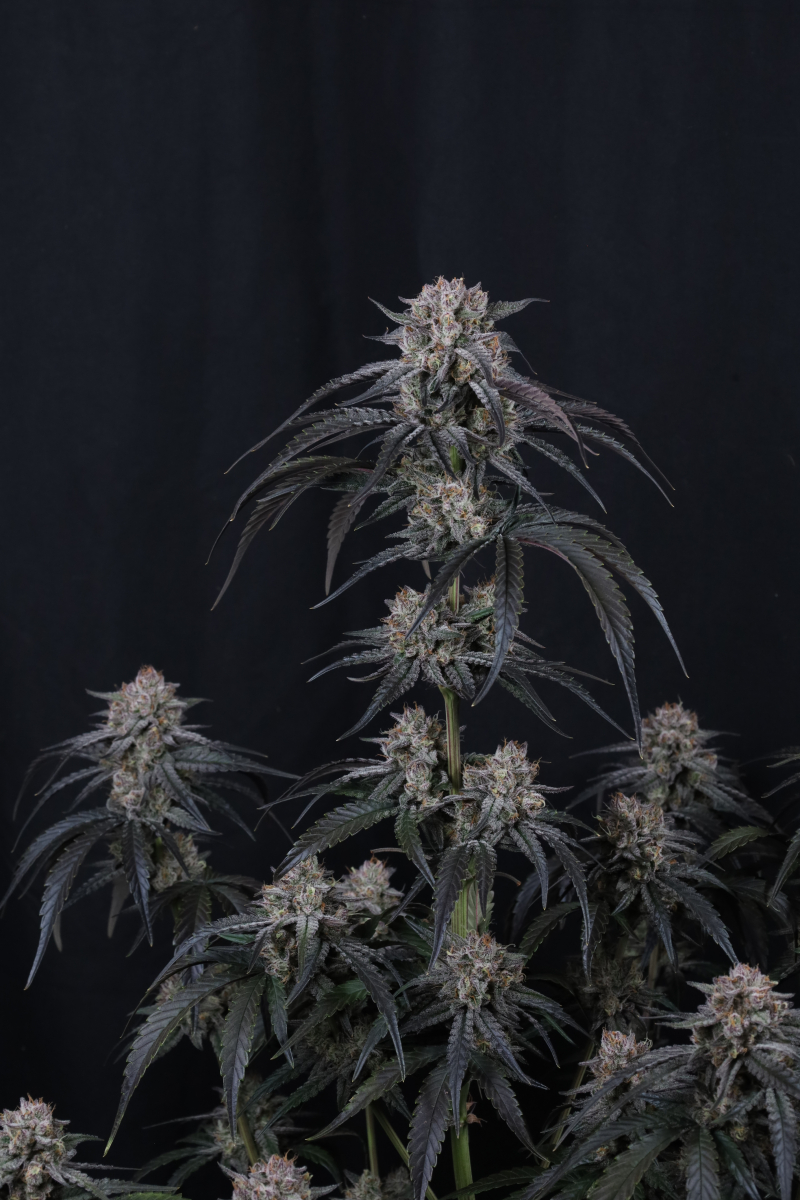 Photo of Mango Frost Auto