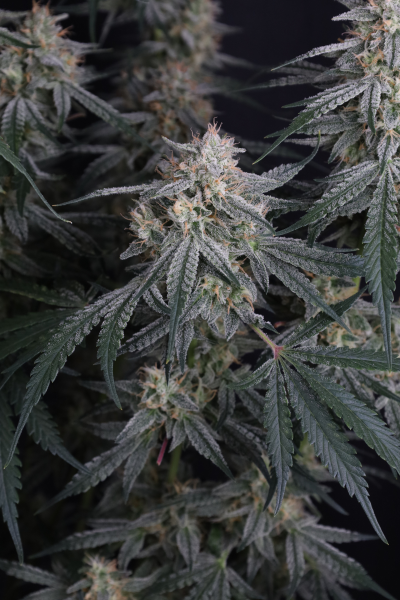Photo of Garlic Mint Sherbet Auto