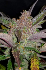 Cream Cookies Auto