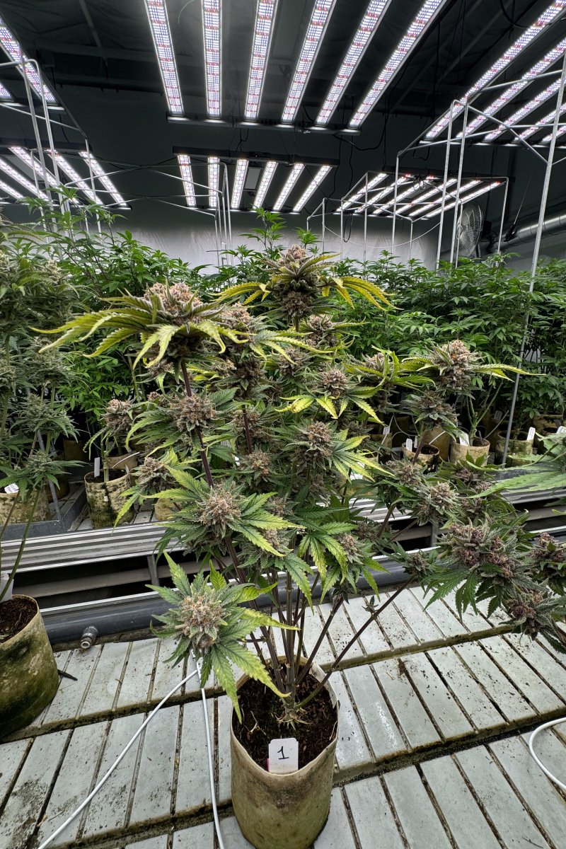 Photo of Cherry Cola Auto RF3