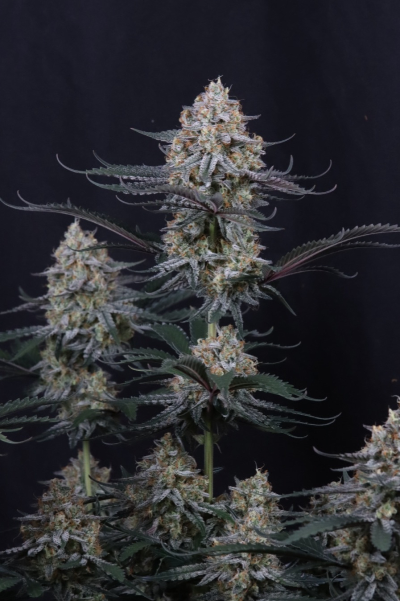 Photo of Guava Sundae Auto