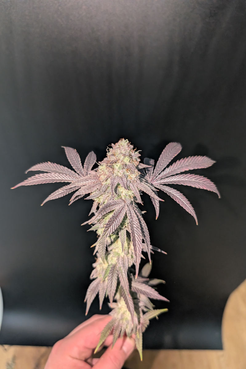 Photo of Garlic Mint Sherbet