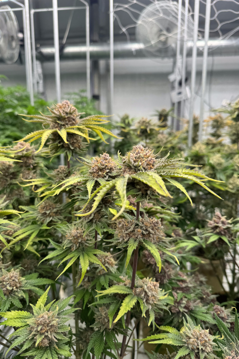 Photo of Cherry Cola Auto RF3