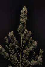 Chemdawg Auto