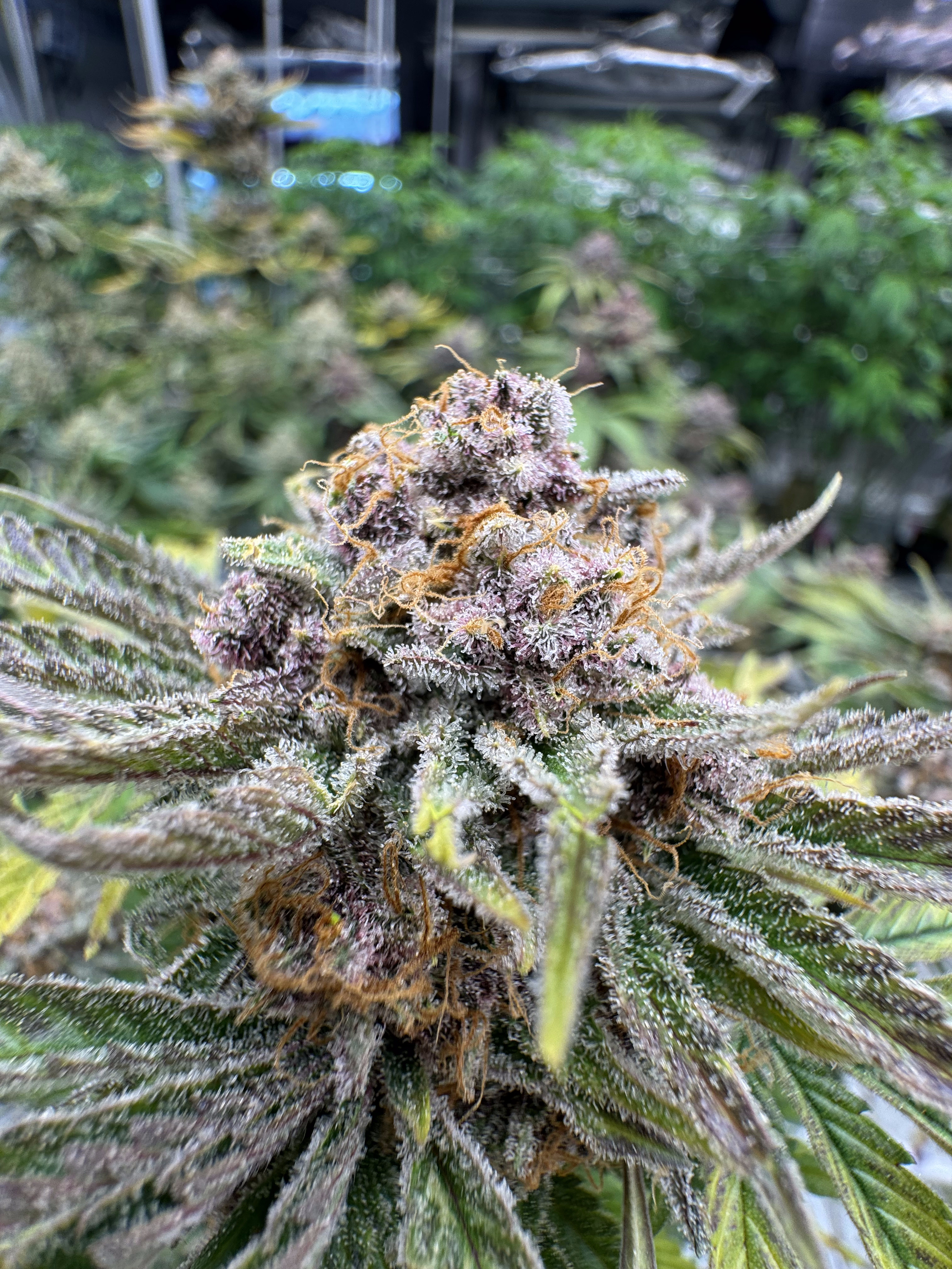 Cherry Cola Auto RF3