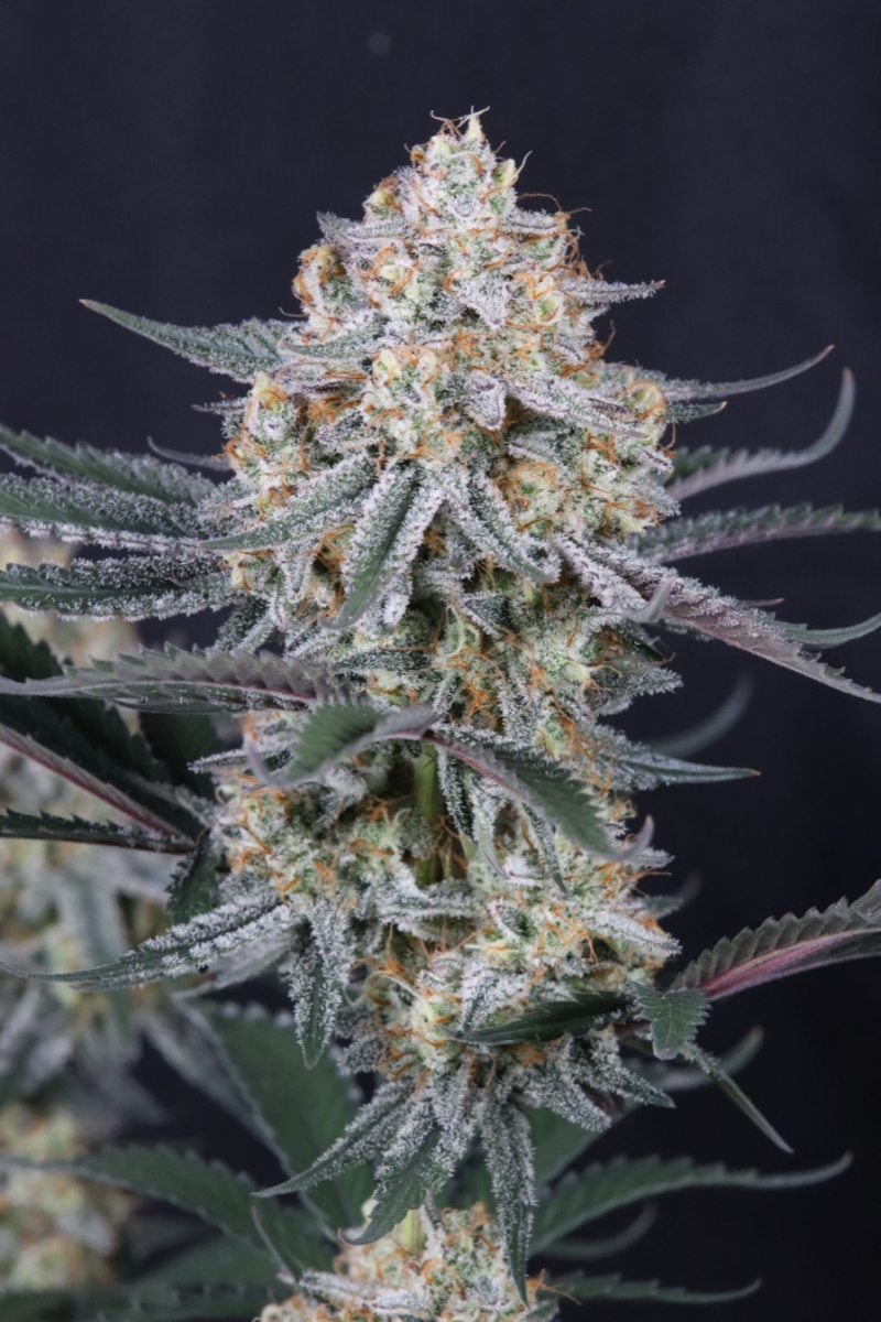 Photo of Guava Sundae Auto