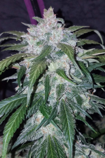 Tangie Auto