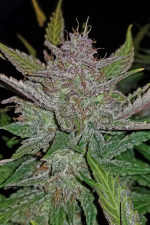 Cream Cookies Auto