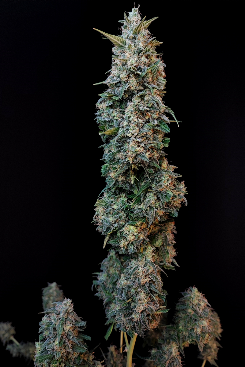 Photo of Sour Diesel Auto