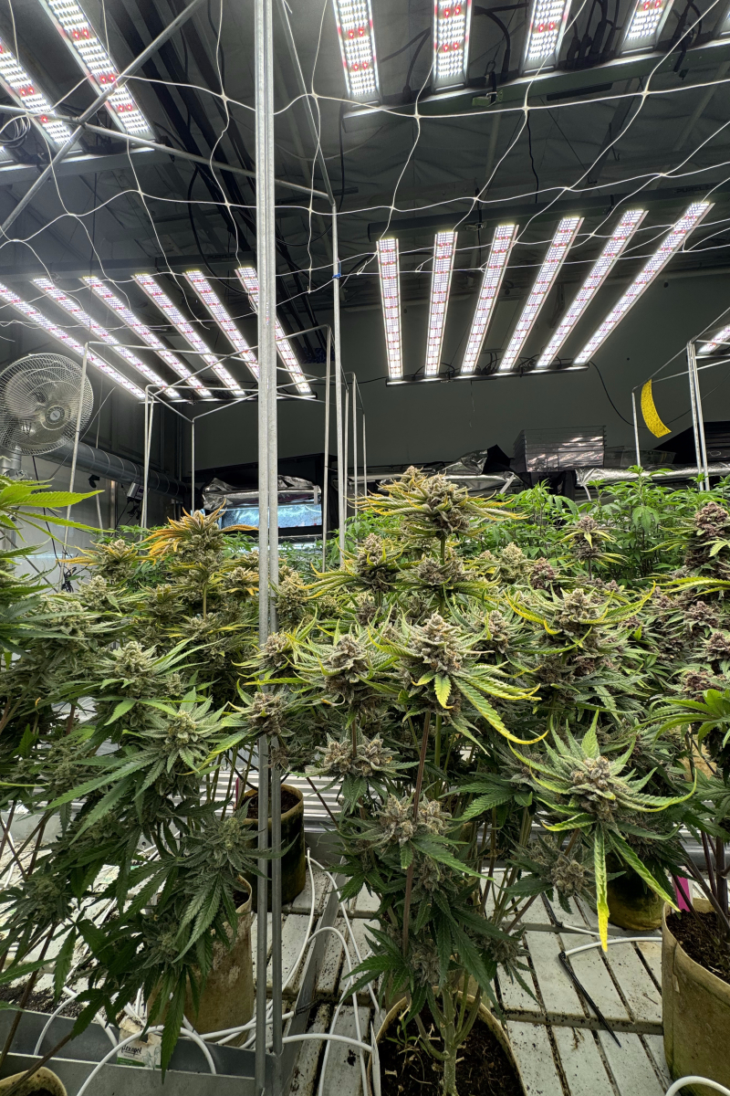 Photo of Cherry Cola Auto RF3