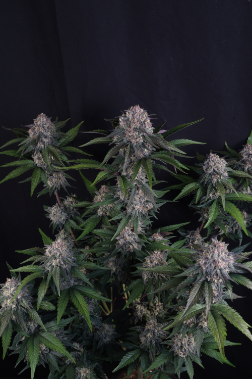 Lemon Cherry Sundae Auto