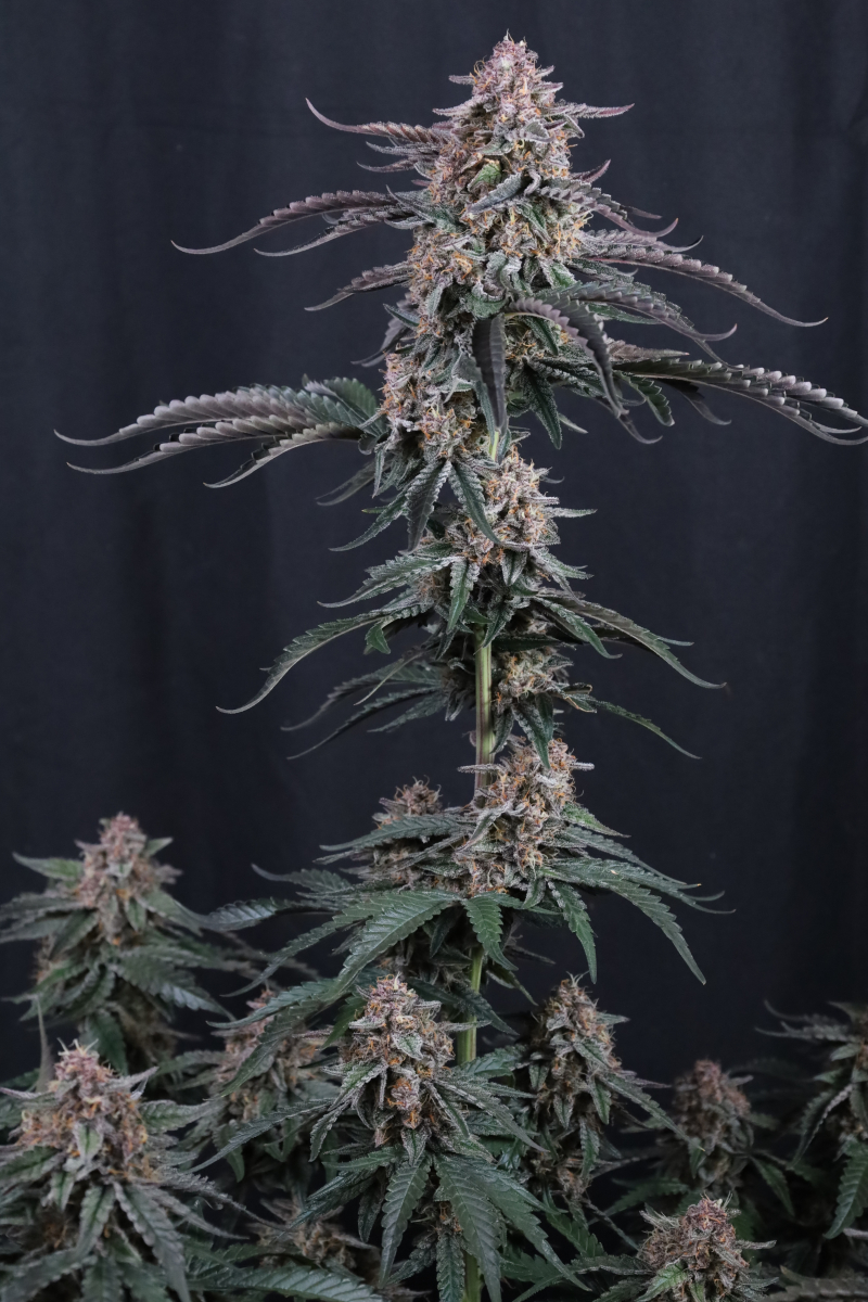 Photo of Mendo Cherry Cookies Auto