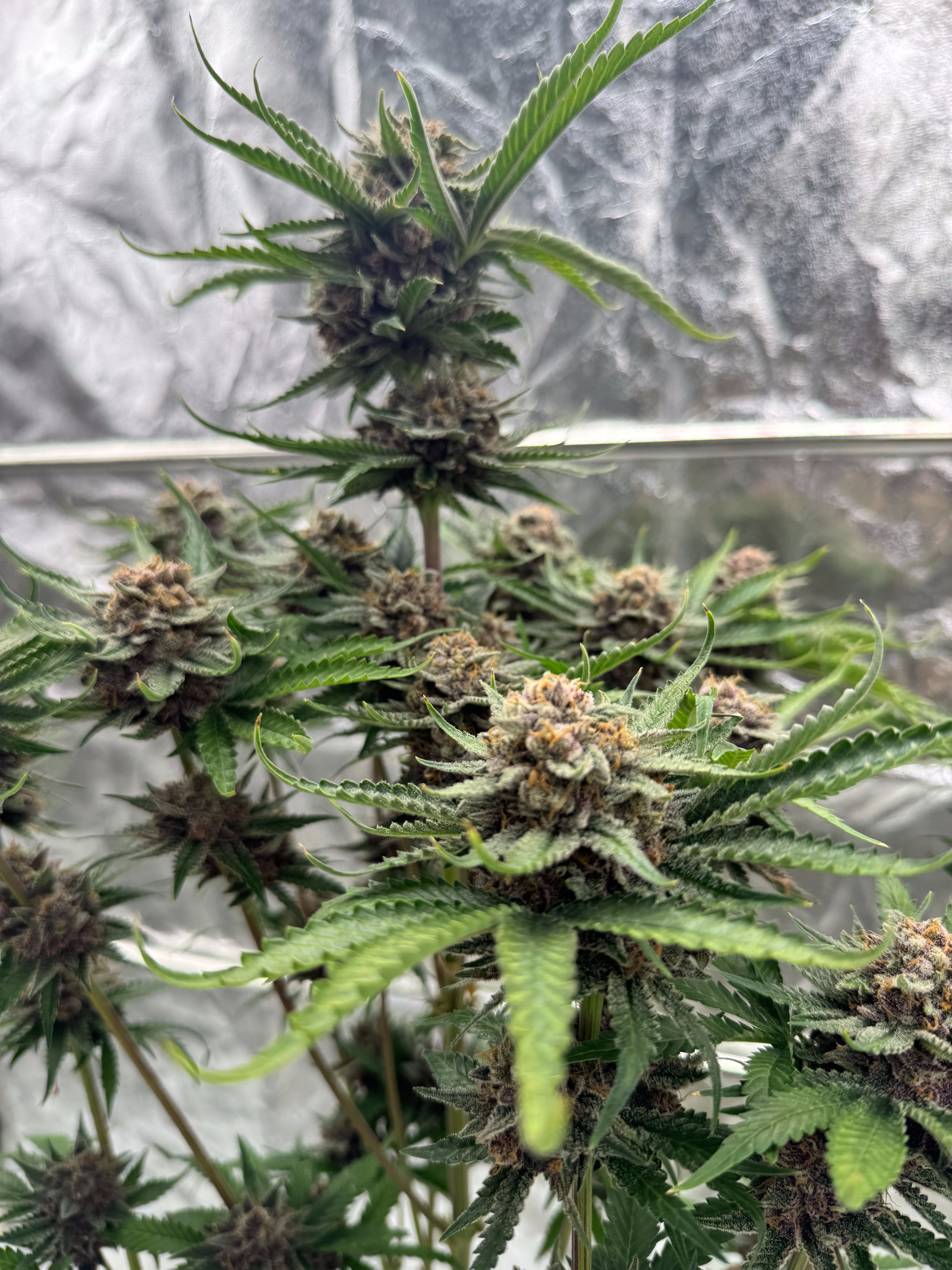 Cherry Cola Auto RF3
