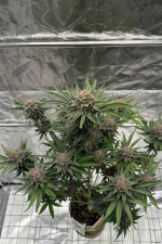 Cherry Cola Auto RF3