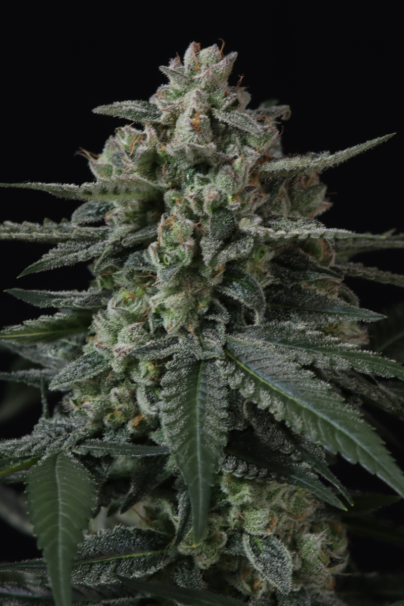 Photo of Banana Frost Auto