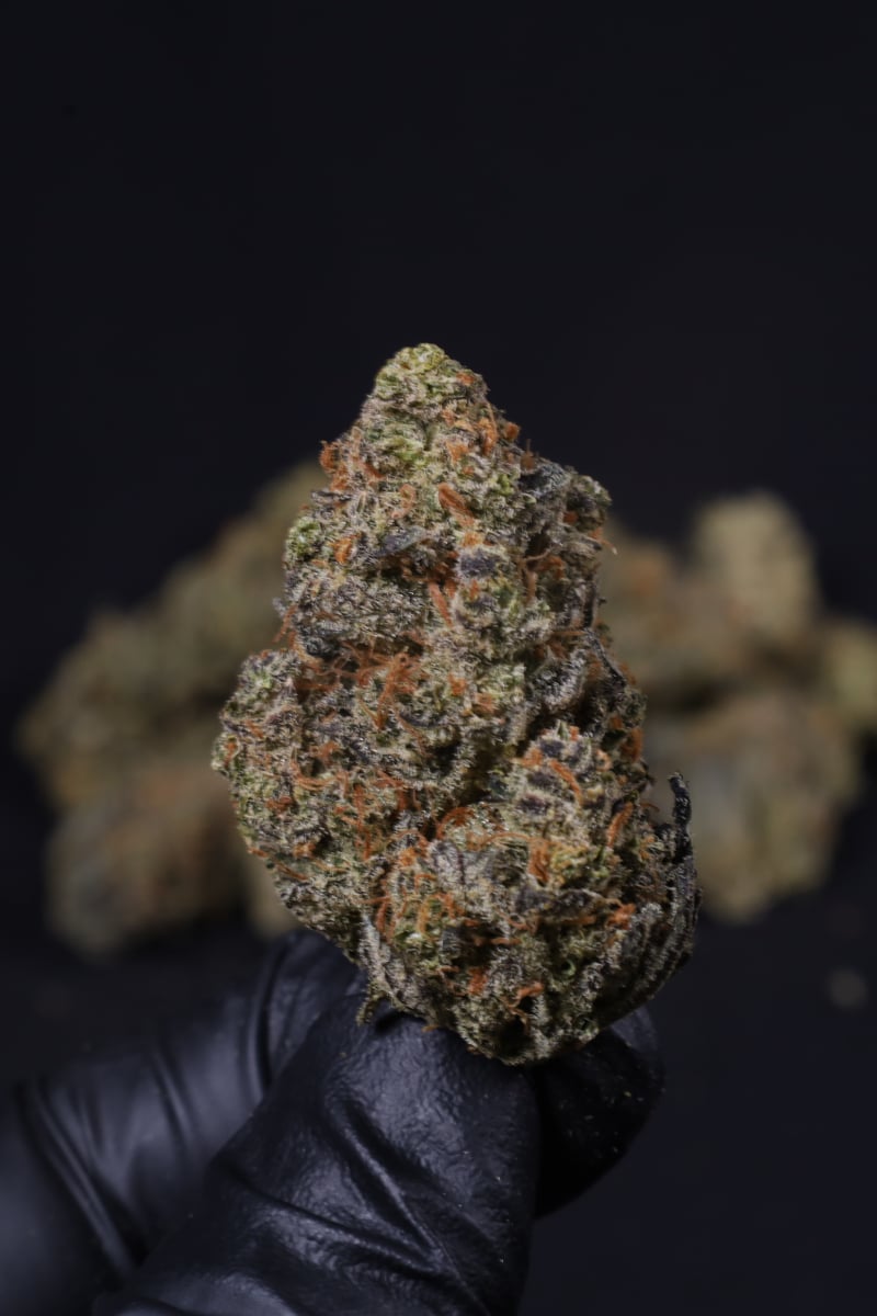 Photo of Guava Auto RF3