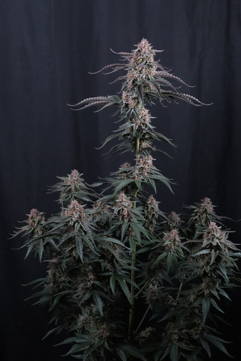 Photo of Mendo Cherry Cookies Auto