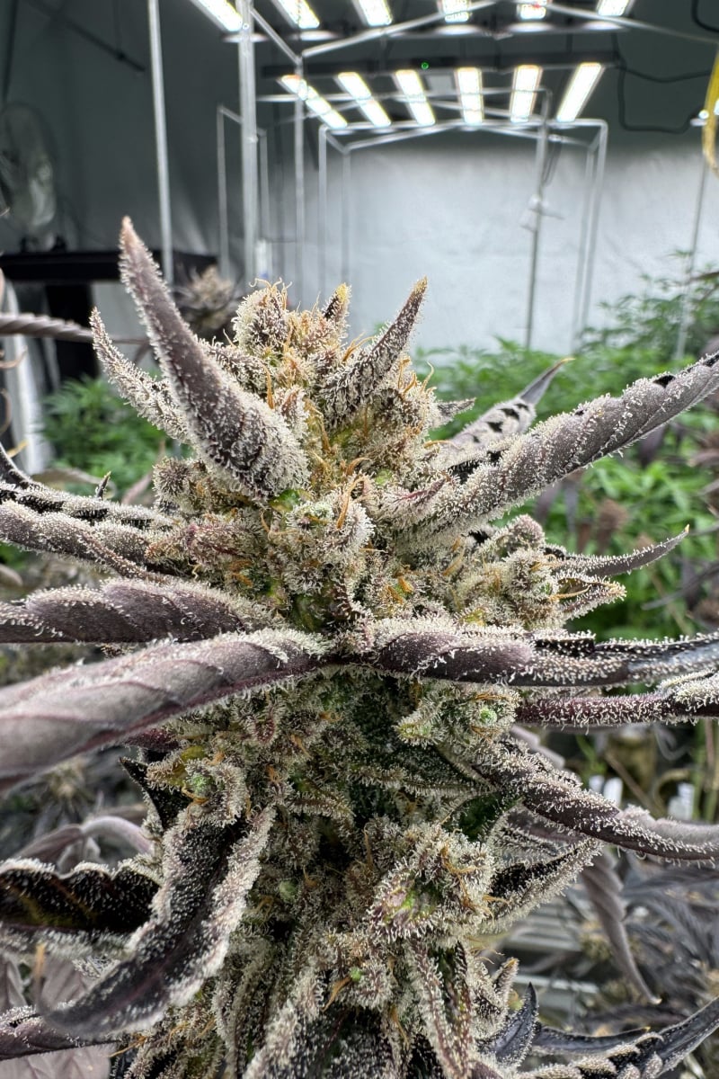 Photo of Guava Auto RF3