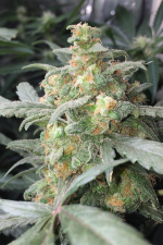 Green Crack Auto