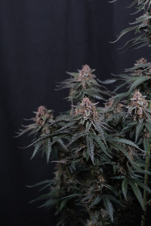 Mendo Cherry Cookies Auto