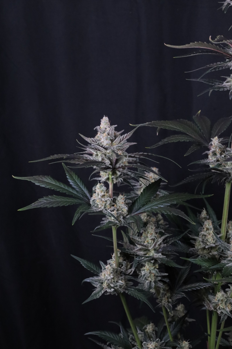 Photo of Mendo Guava Auto