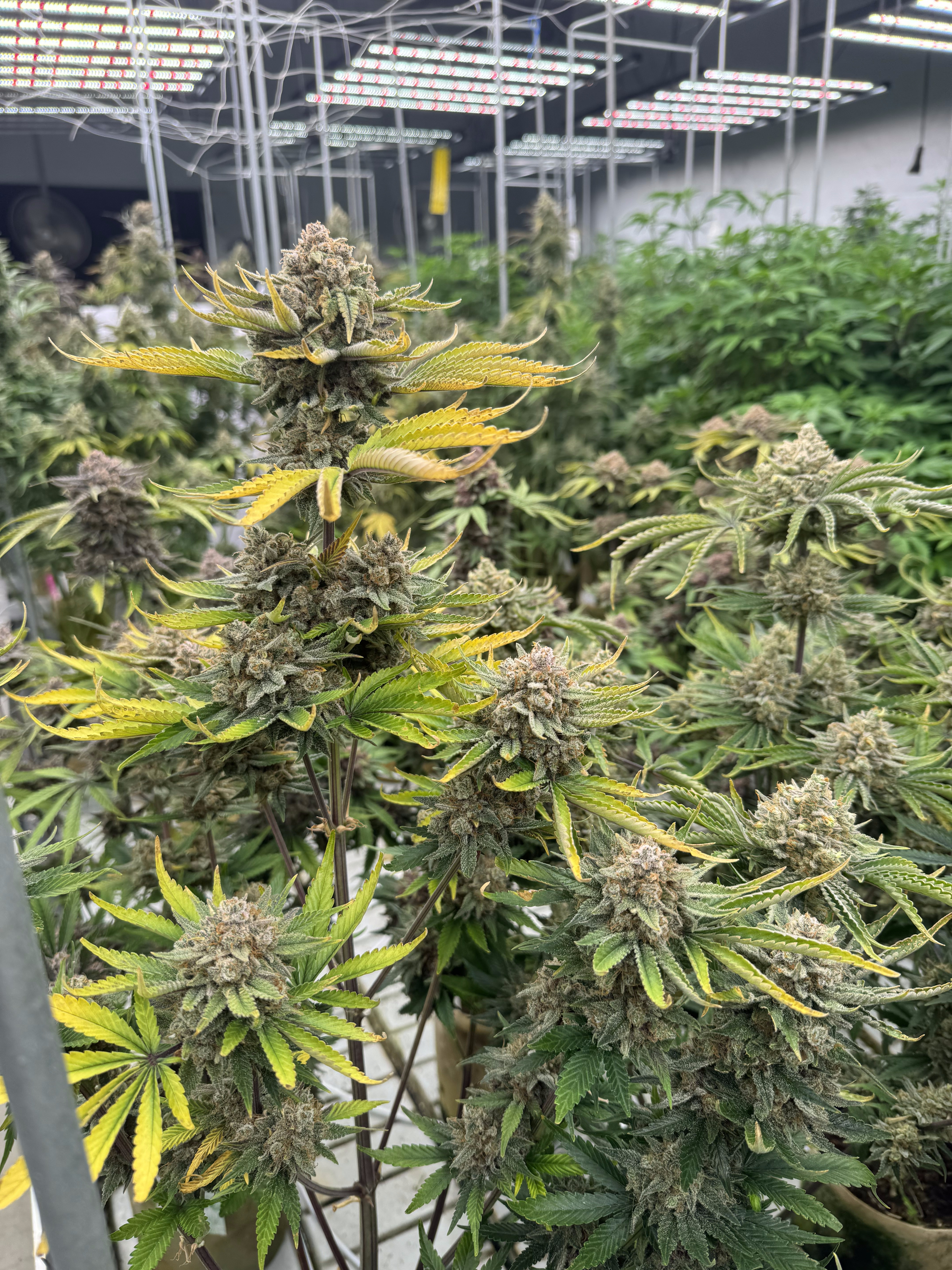 Cherry Cola Auto RF3