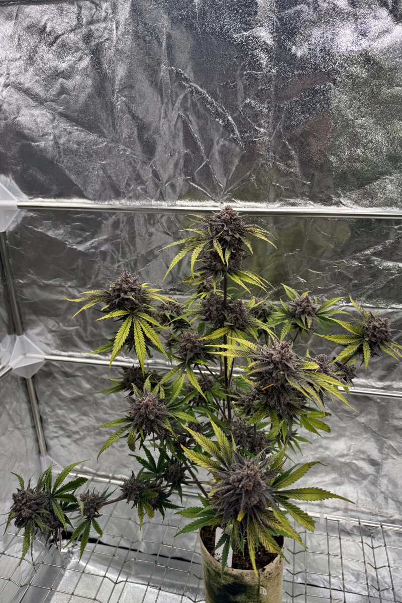 Photo of Cherry Cola Auto RF3