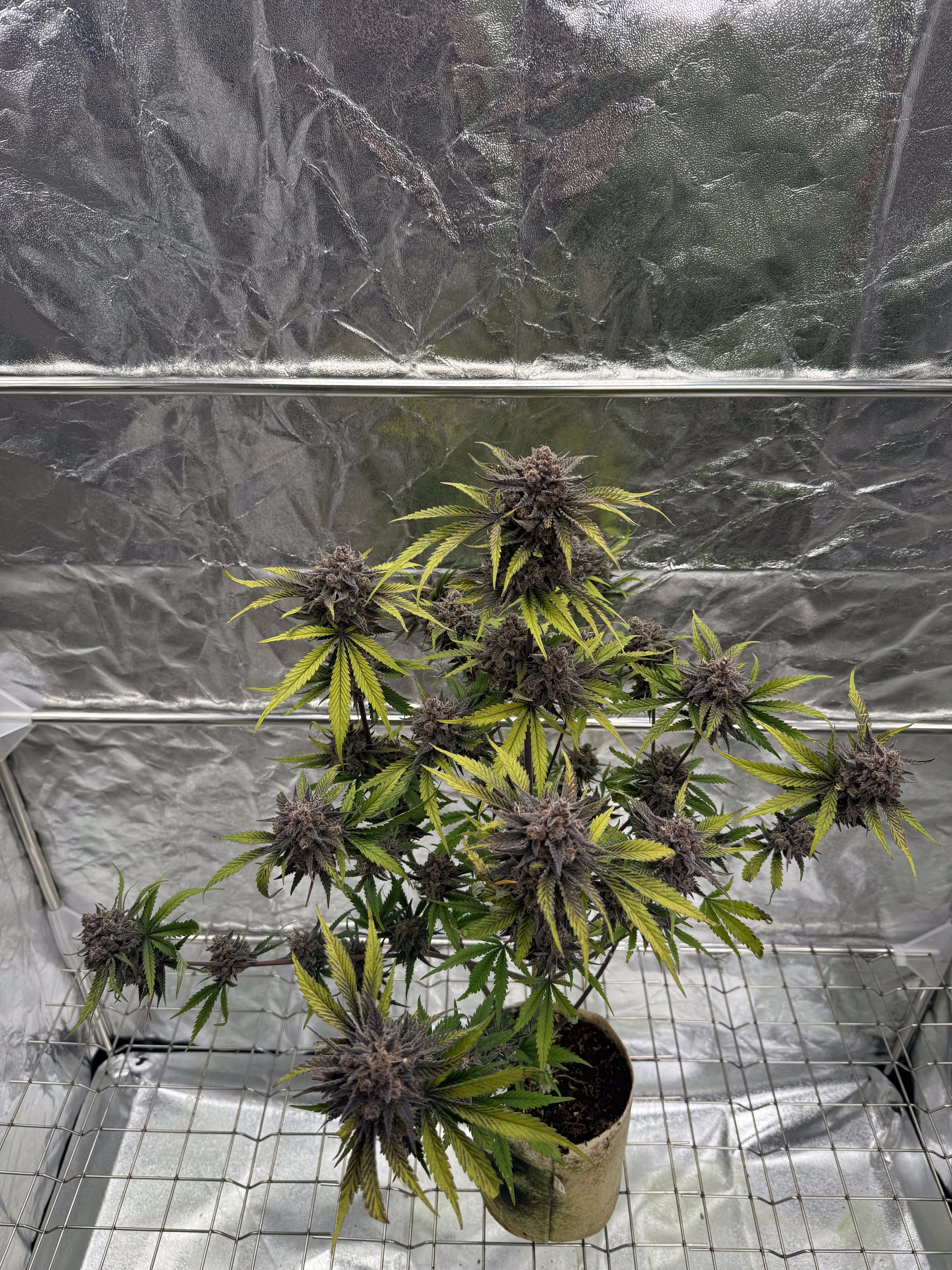 Cherry Cola Auto RF3