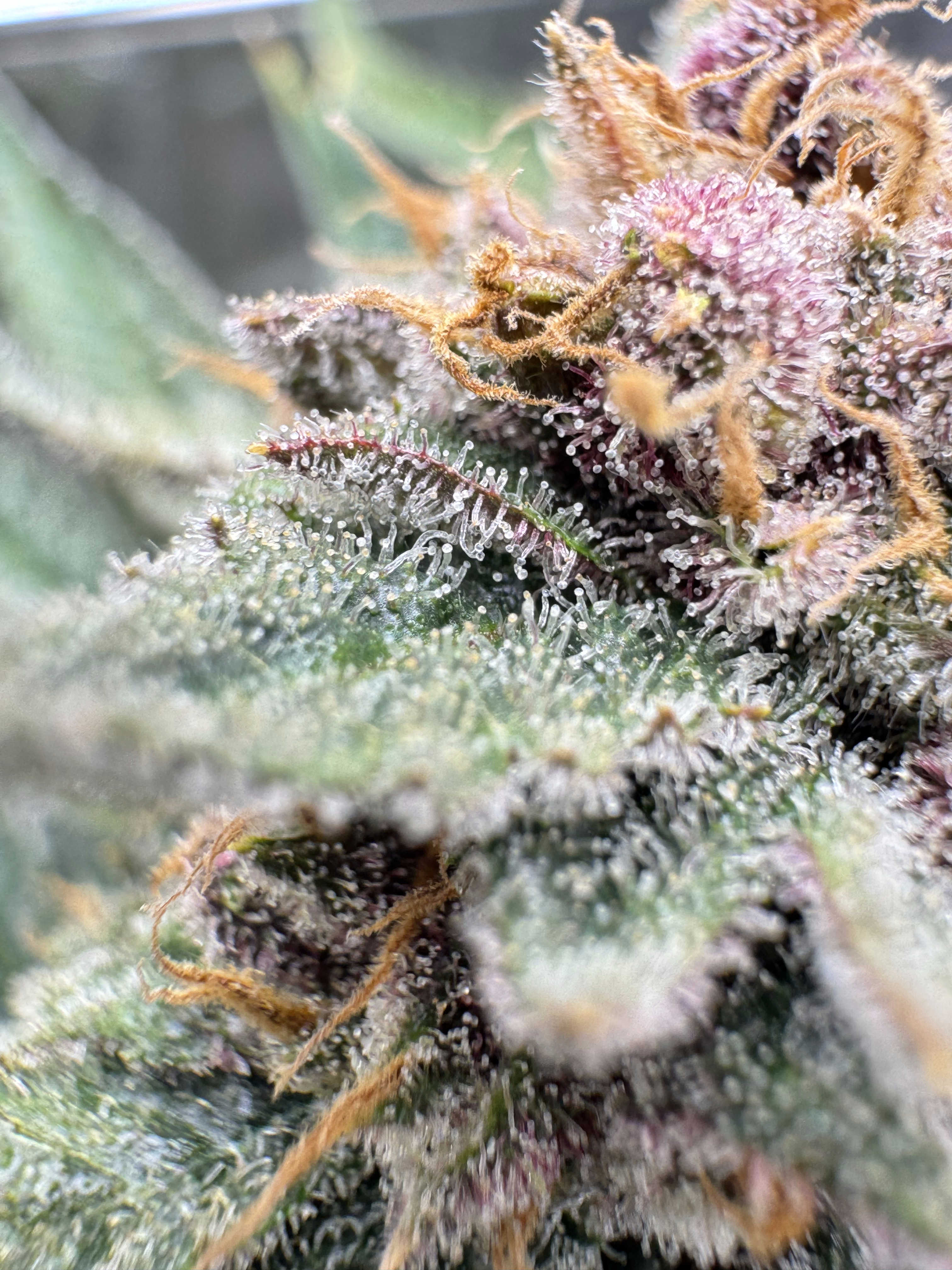 Cherry Cola Auto RF3