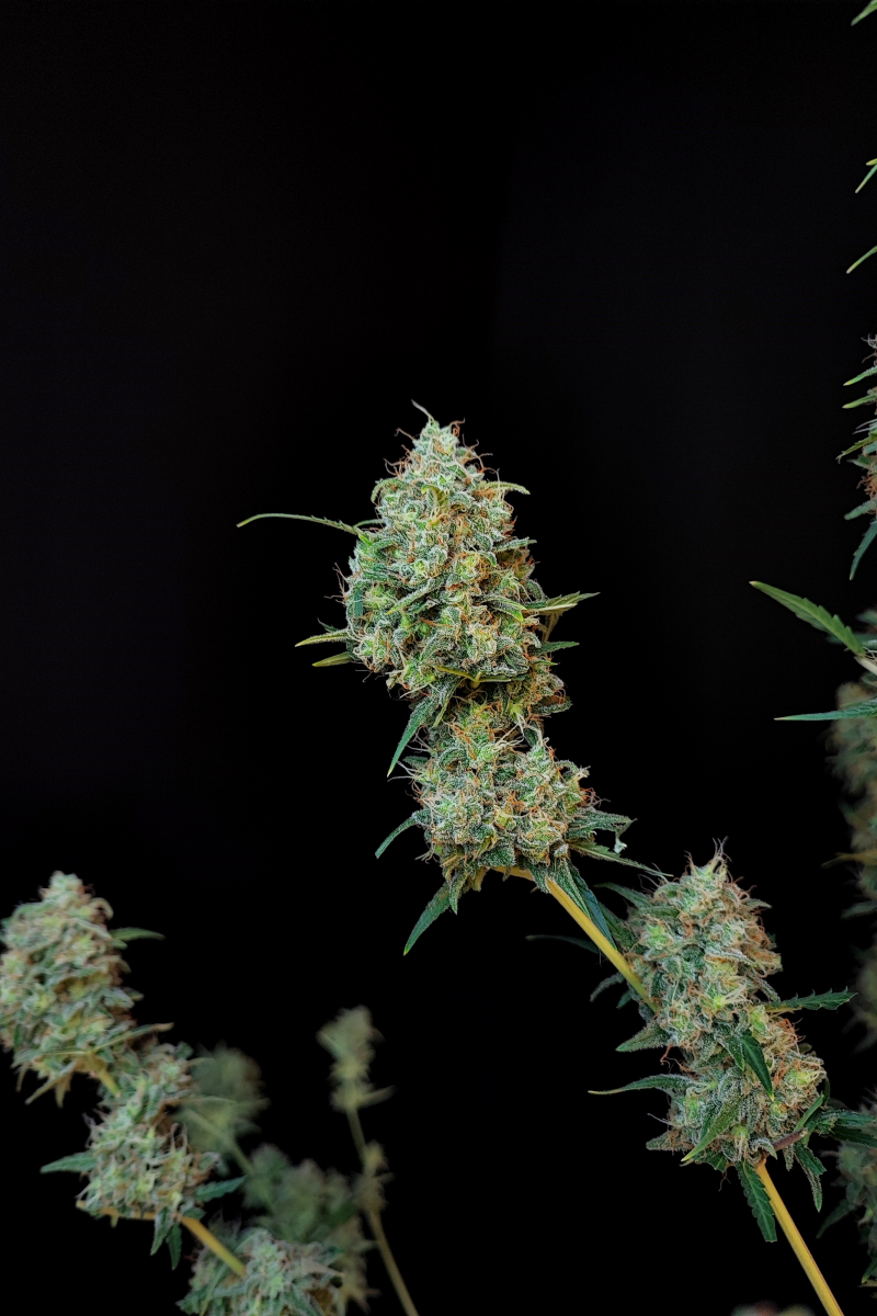 Photo of Jack Herer Auto