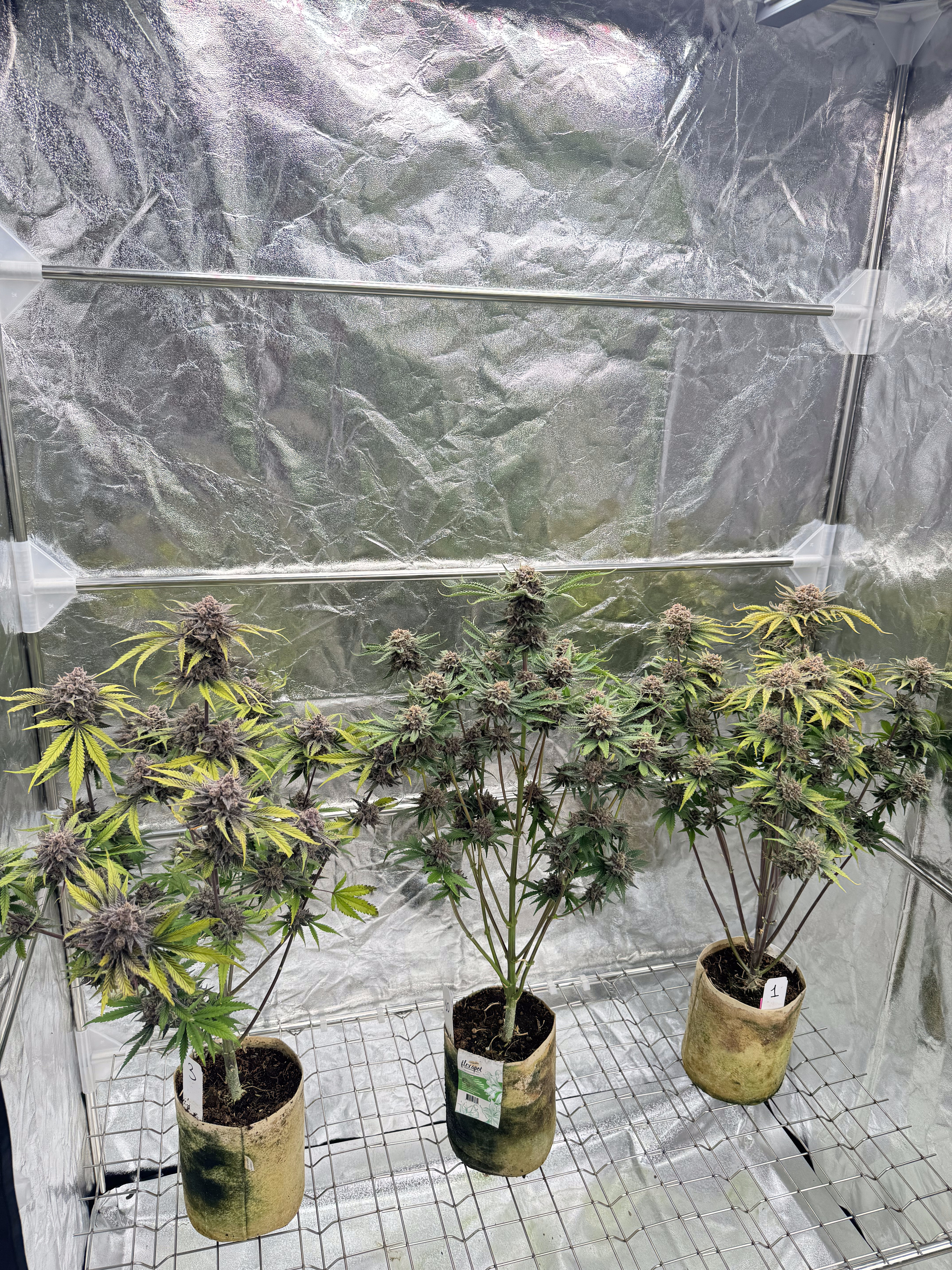 Cherry Cola Auto RF3