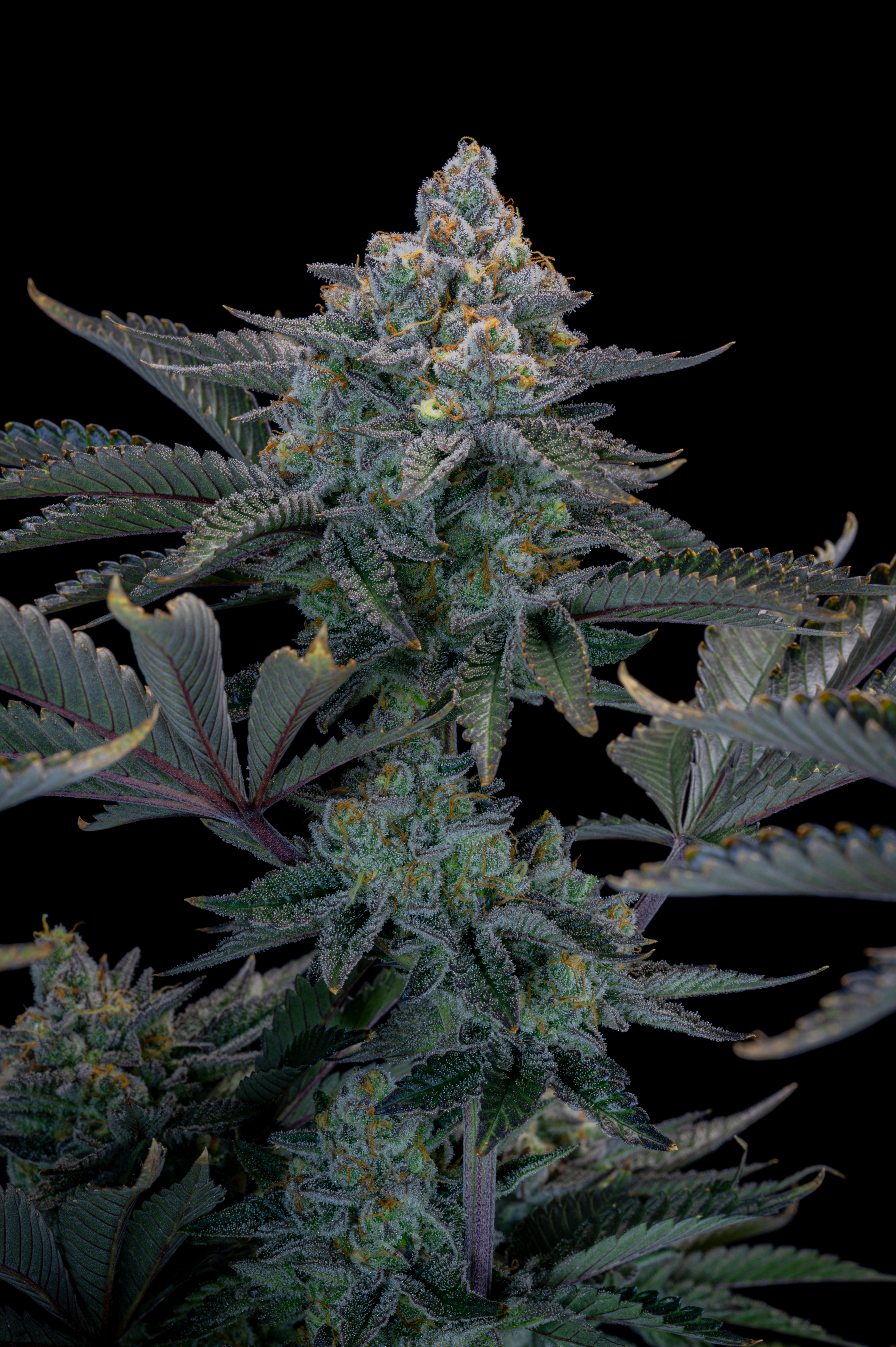 Gorilla Cookies FF