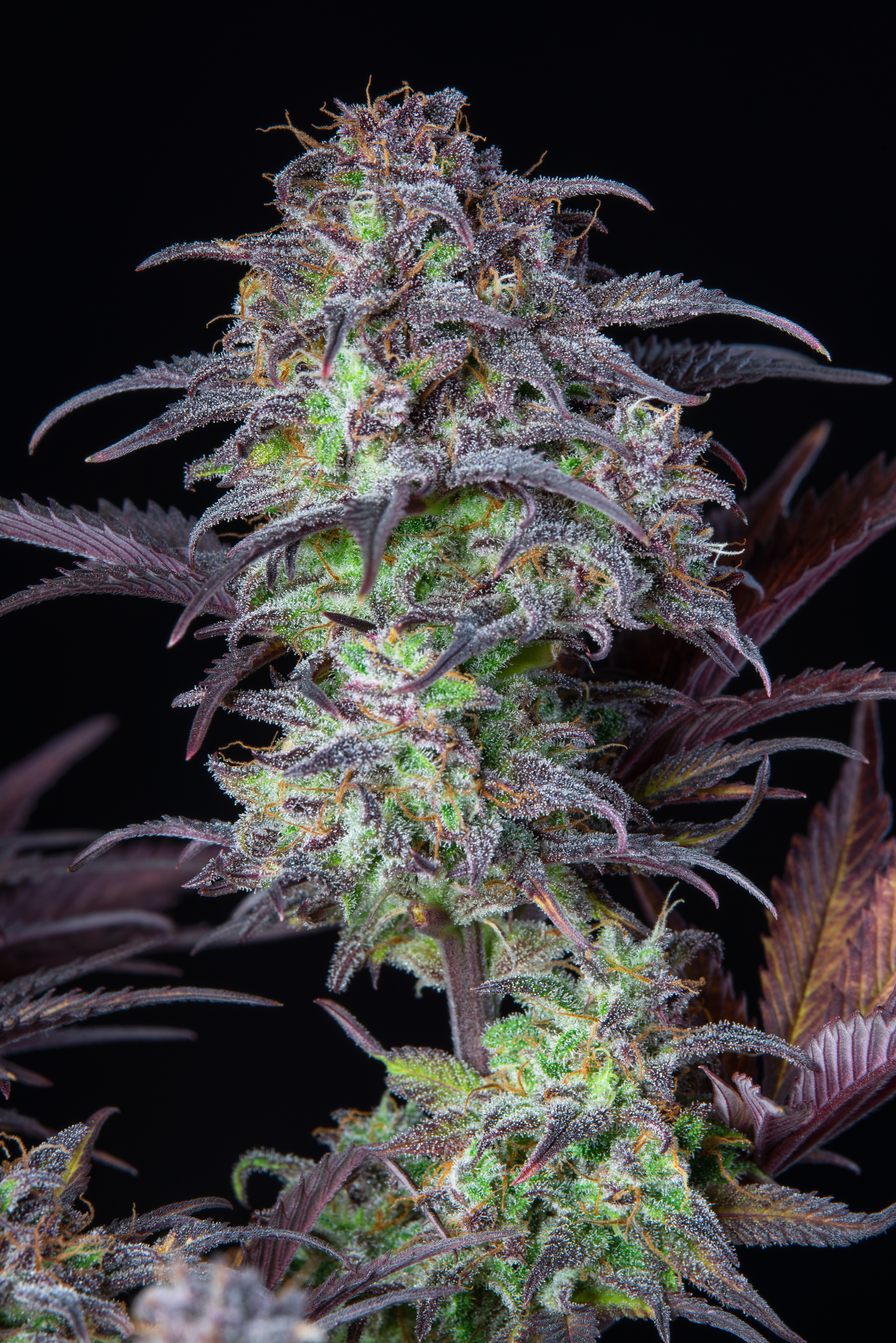 Original Blueberry Auto