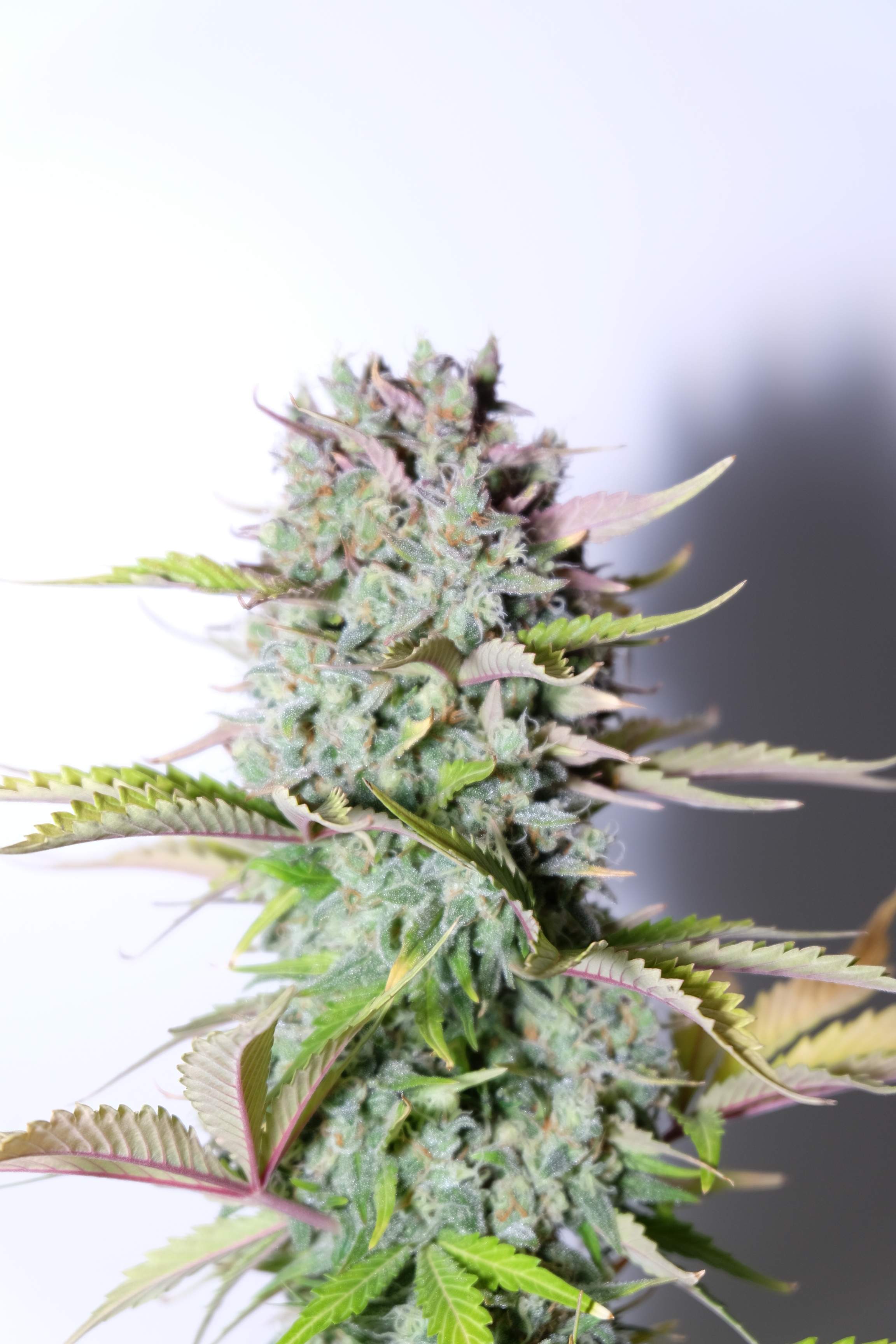 G14