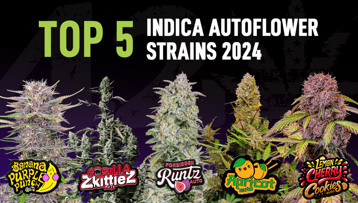 The Top 5 Best Indica Autoflower Strains Fast Buds