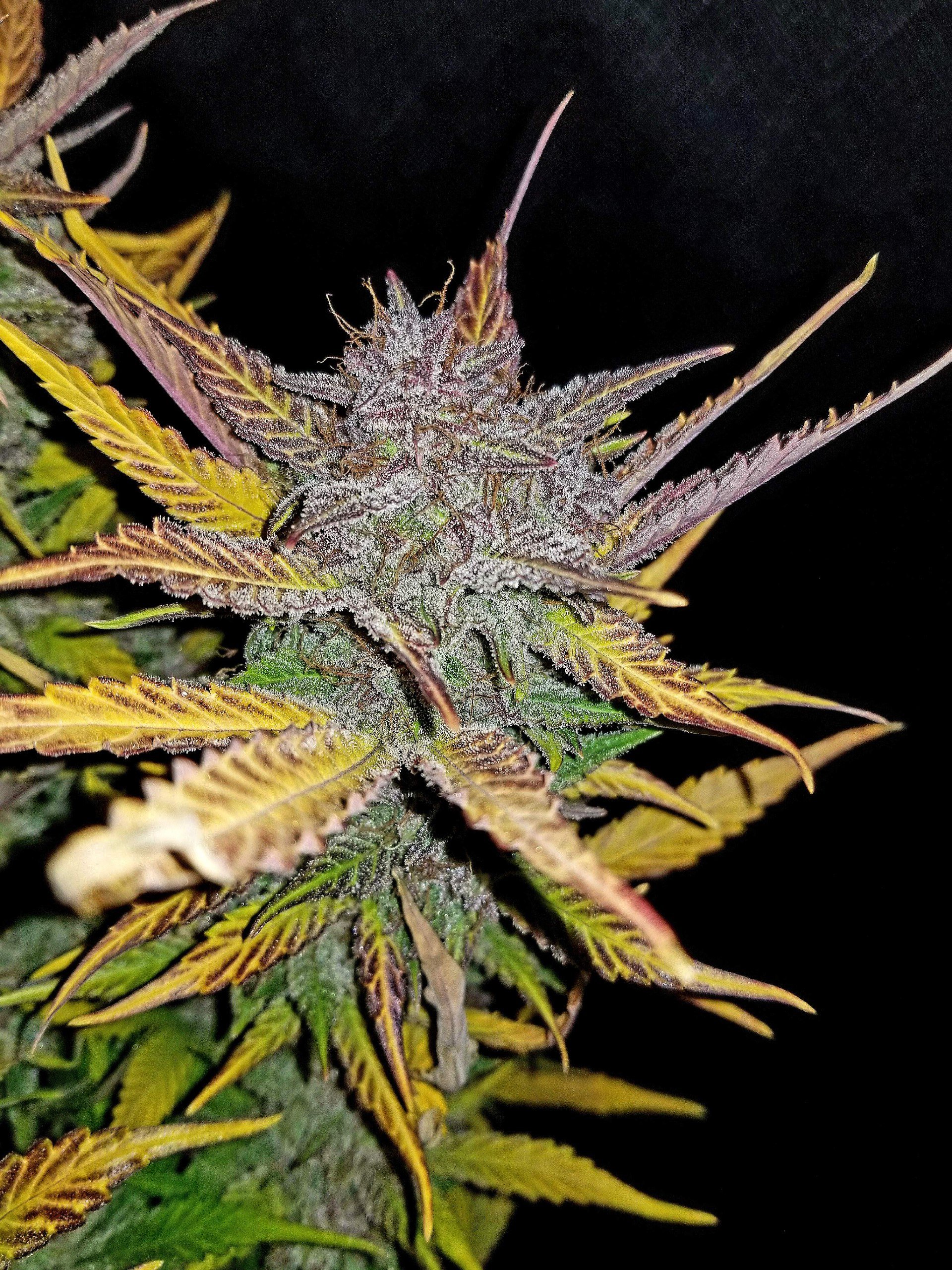 Cream Cookies