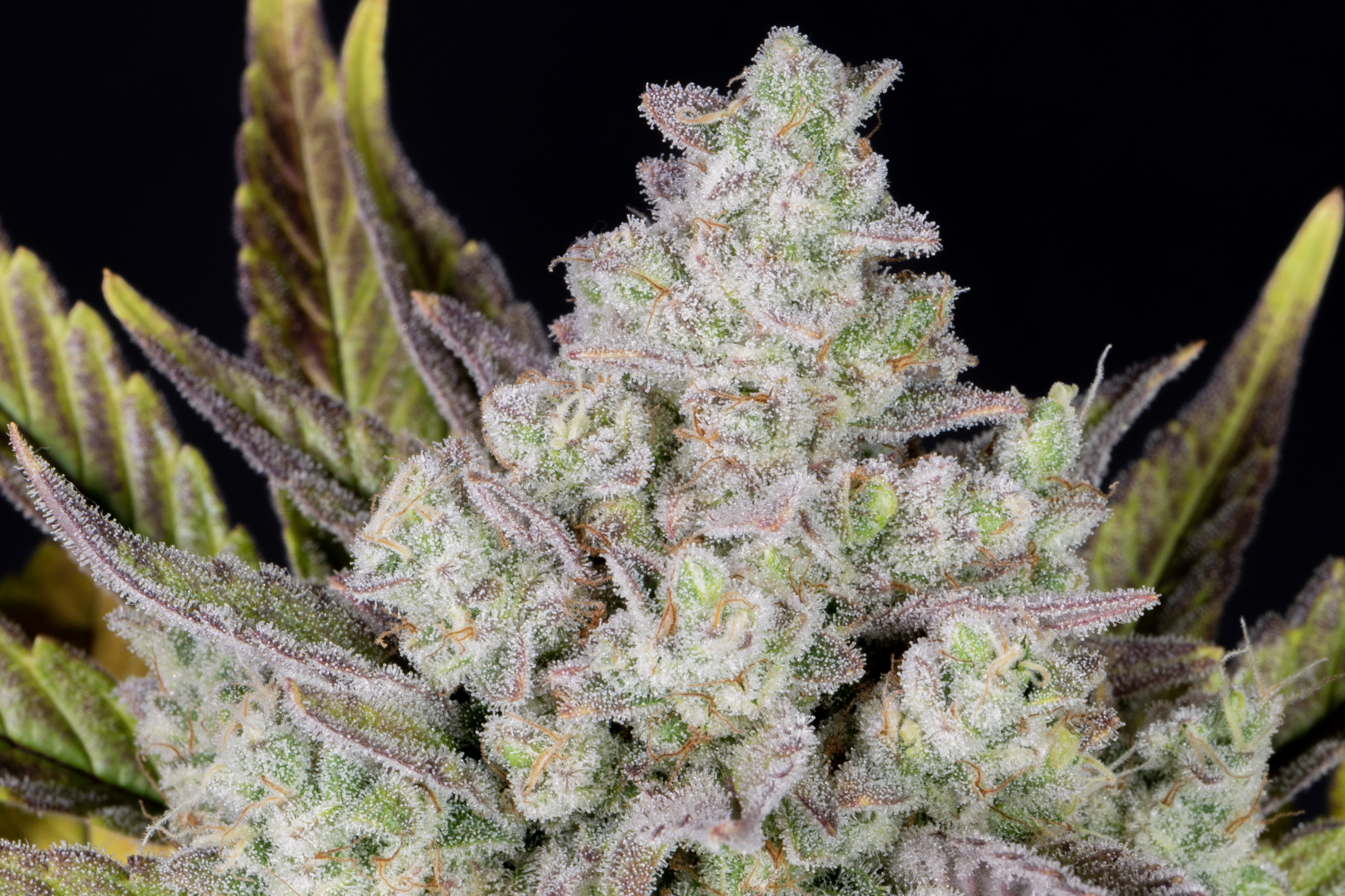 Gorilla Cookies