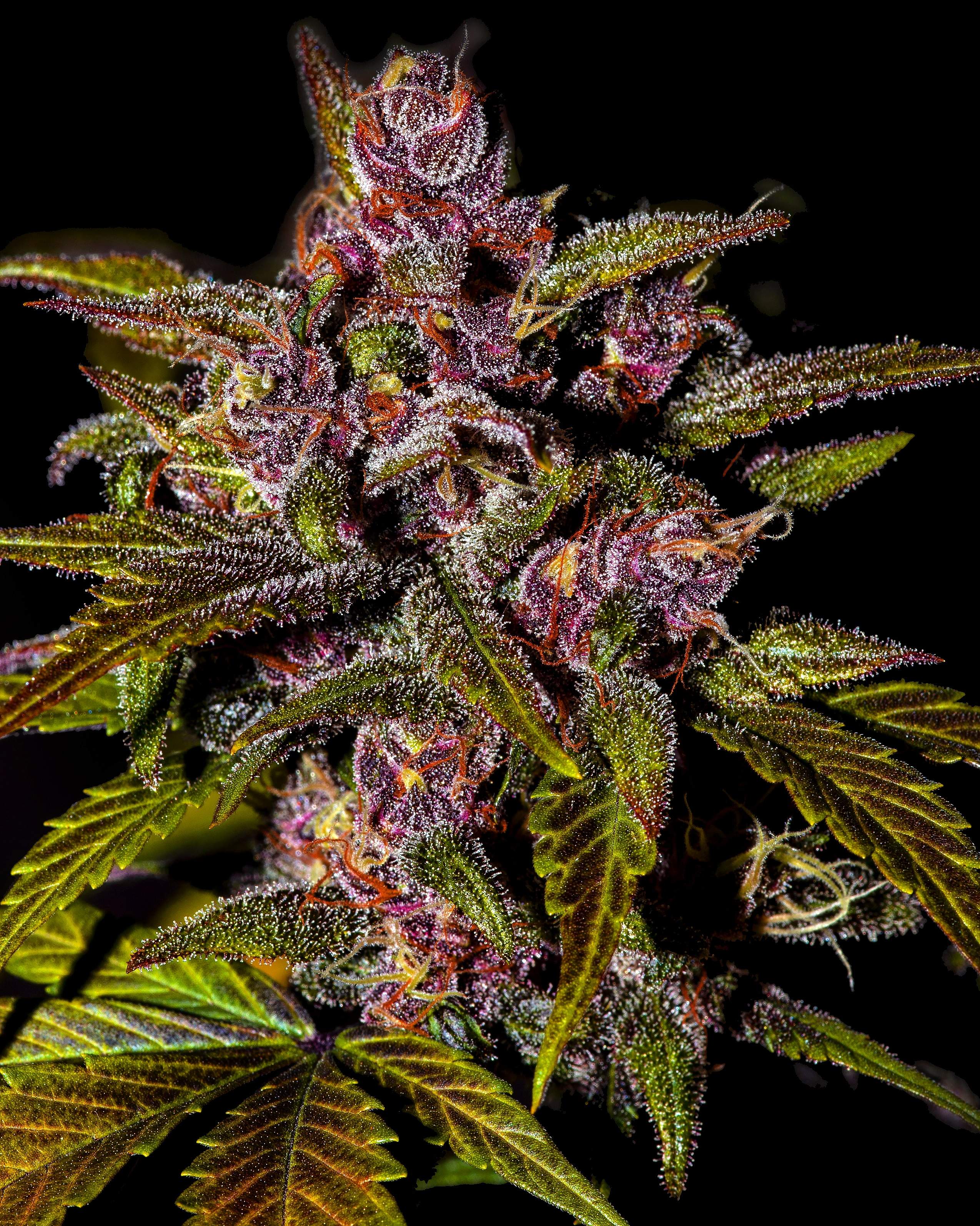 Blackberry