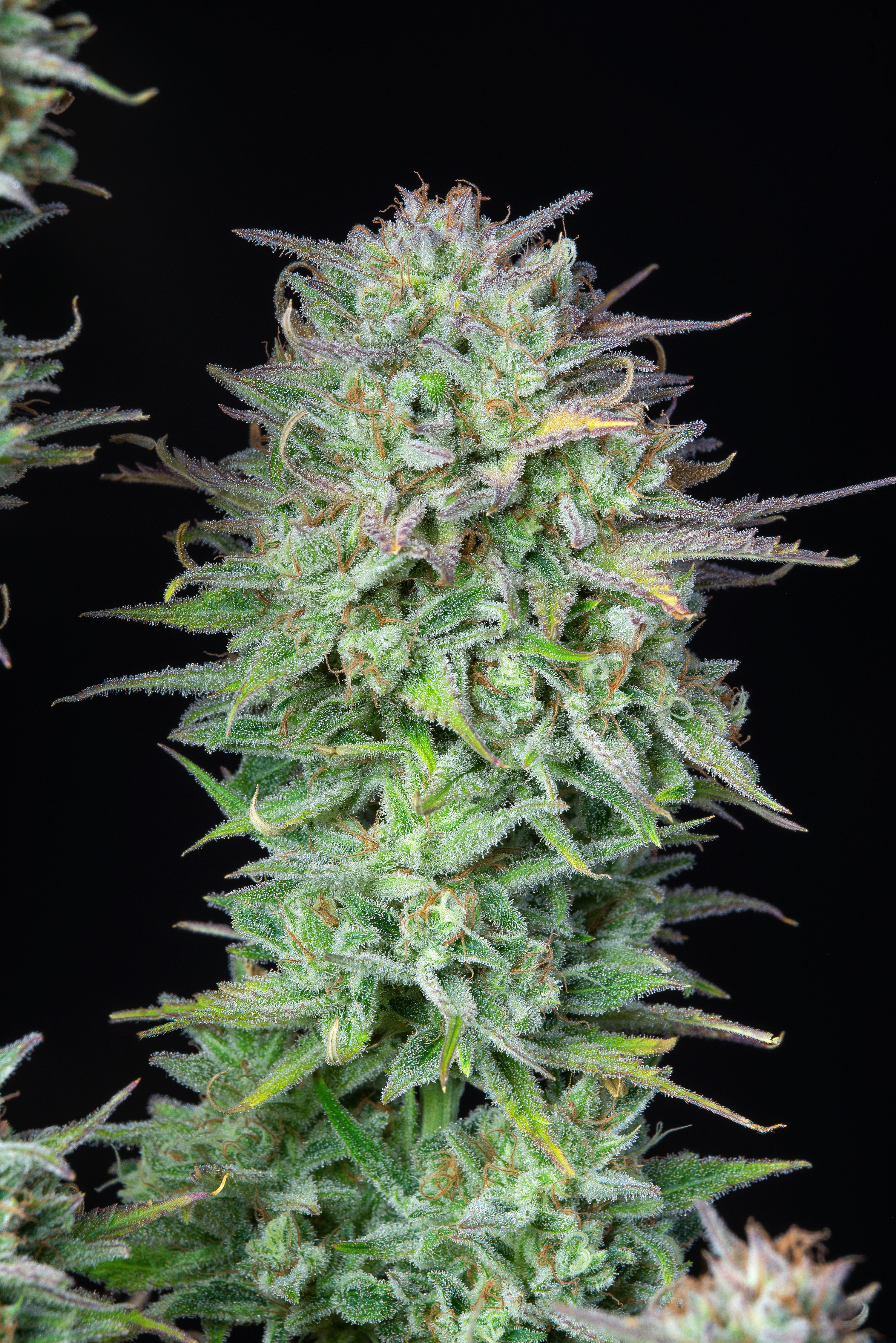 Kosher Cake Auto