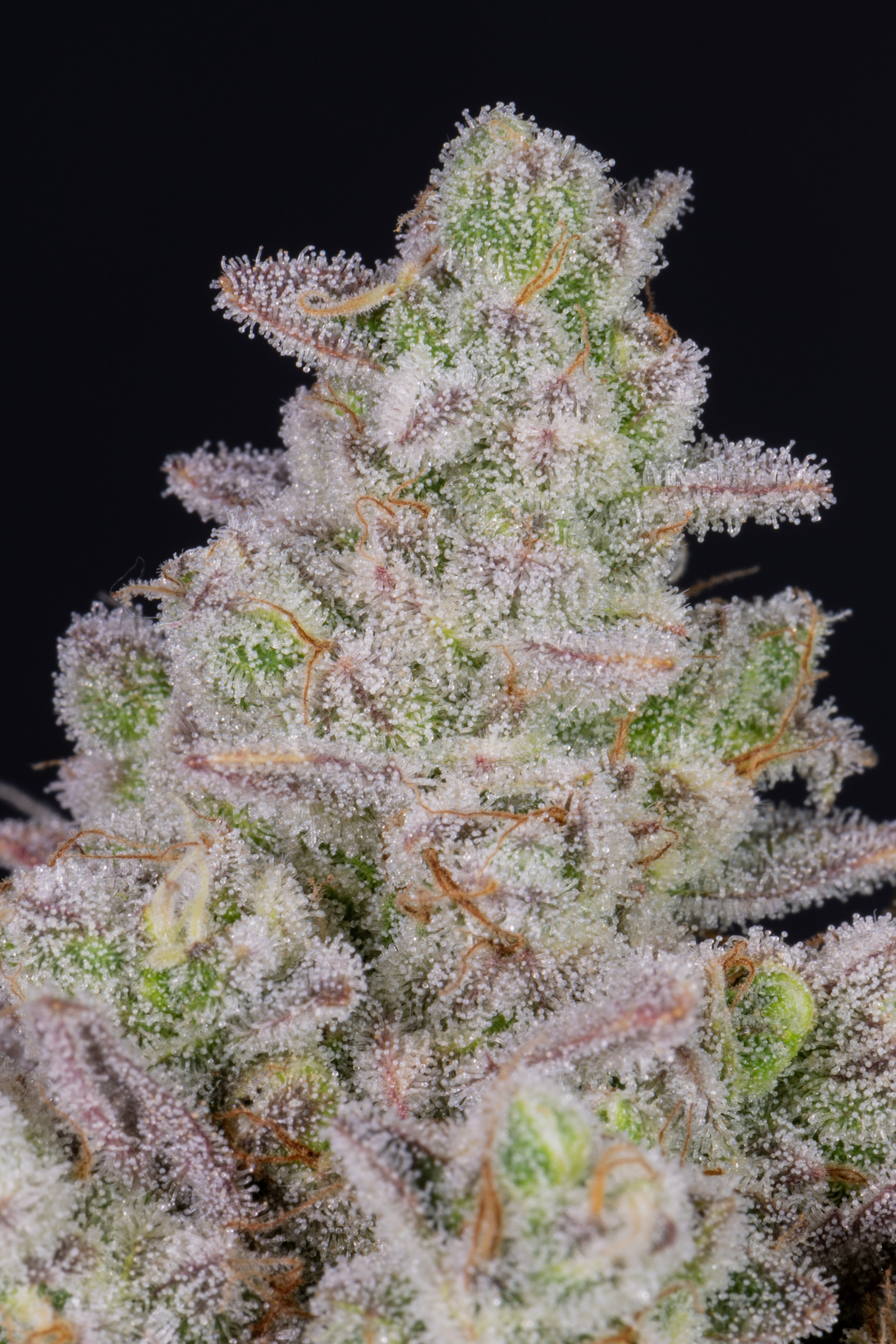 Gorilla Cookies