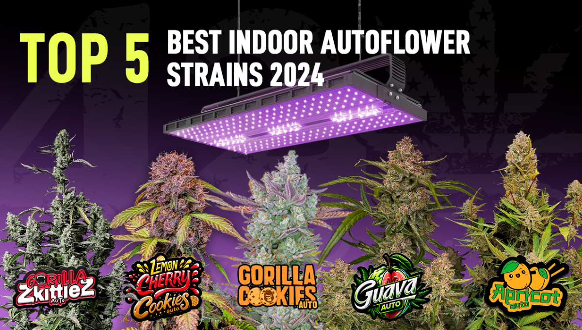 The Top 5 Best Indoor Autoflower Strains Fast Buds