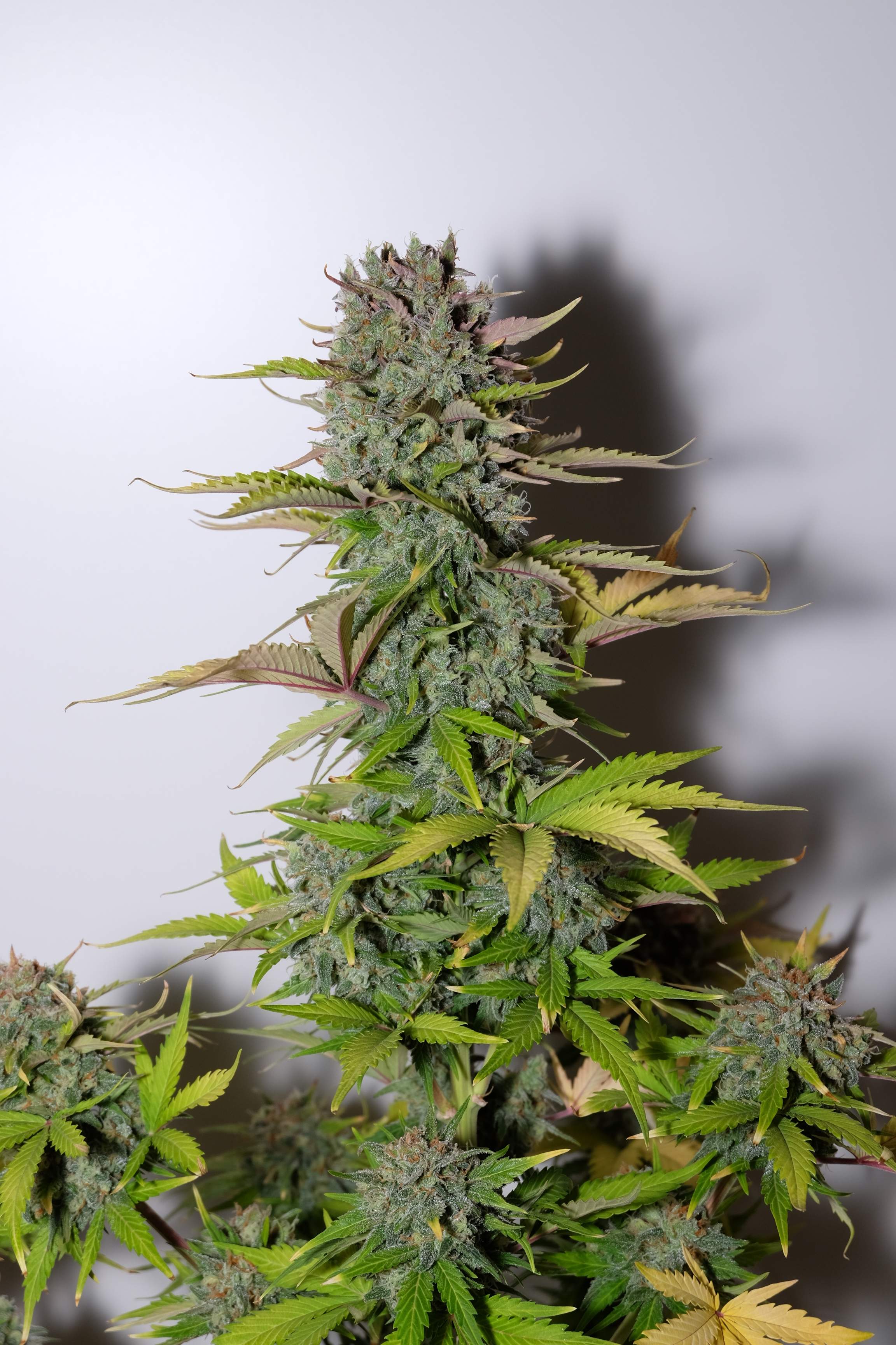G14