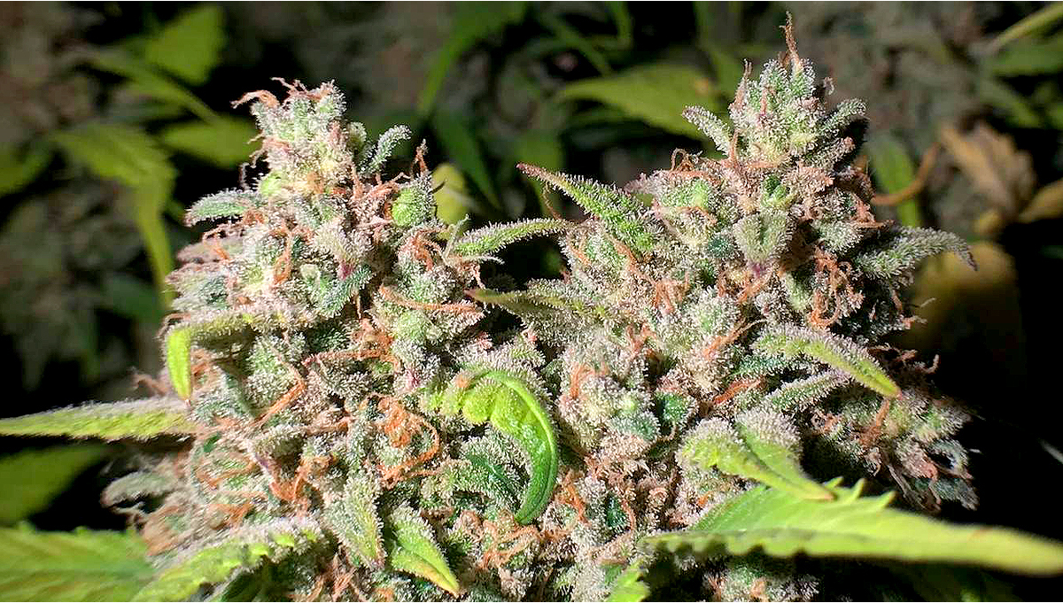 BubbleGum Auto Cannabis Strain Guida Settimana Per Settimana. - Semi Di ...