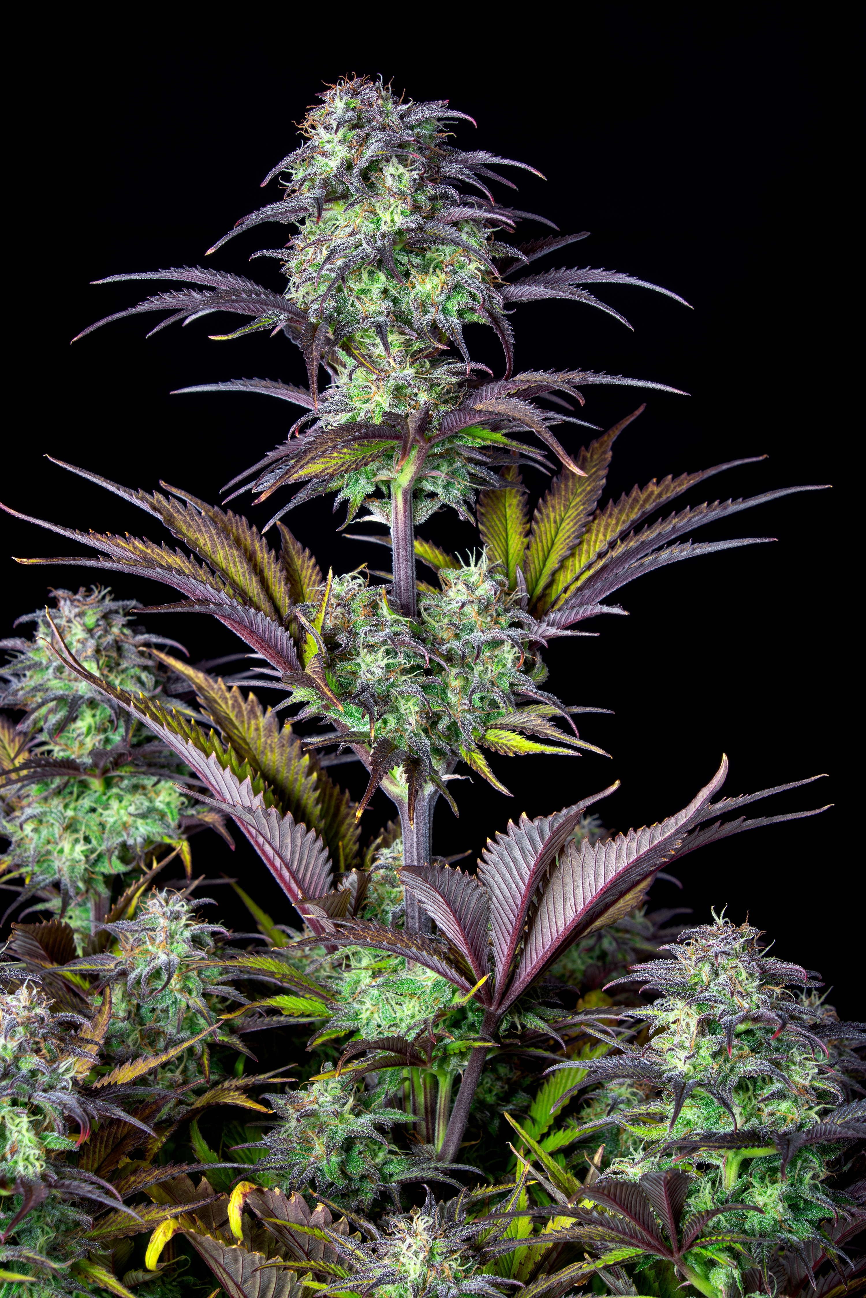 Original Blueberry Auto